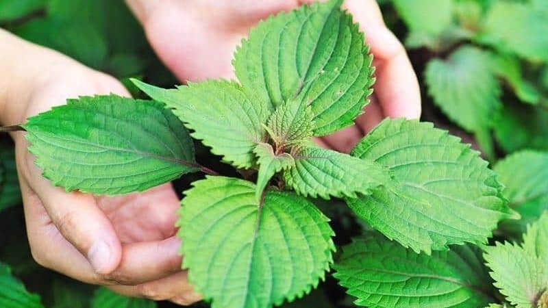 L&aacute; kinh giới gi&uacute;p kh&aacute;ng khuẩn, giảm vi&ecirc;m v&agrave; điều trị nhiễm độc da rất hiệu quả