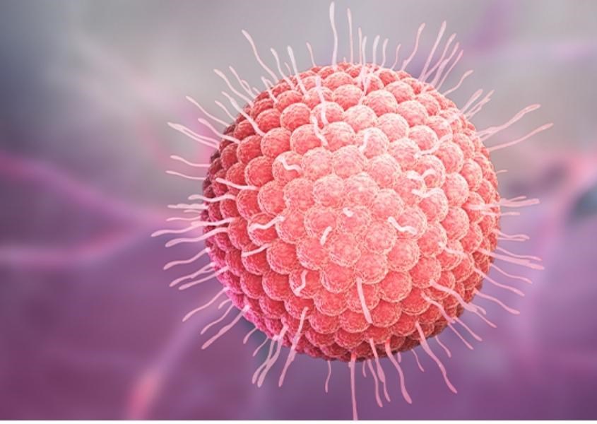 Trẻ sơ sinh bị mắc bệnh thủy đậu có thể bị nhiễm vi rút varicella.