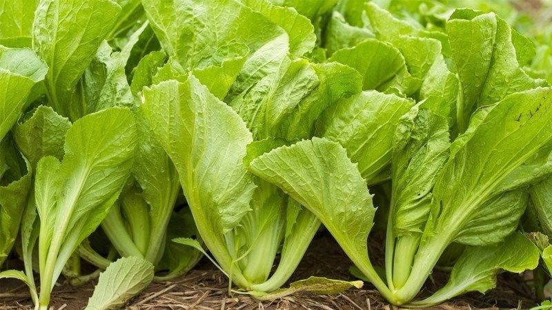 Rau cải có thể giúp giảm nguy cơ mắc một số bệnh ung thư.