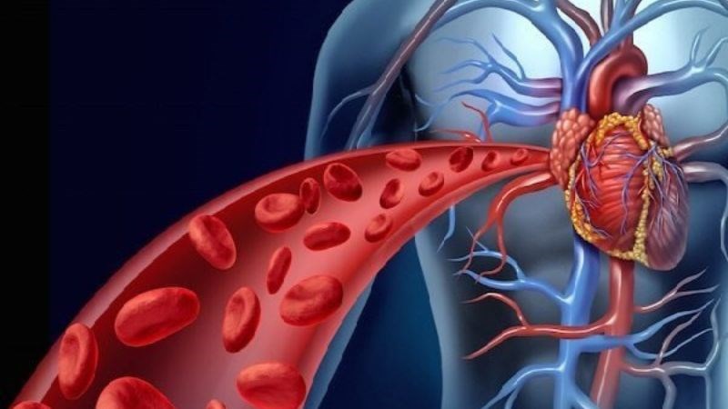 Các chất oxy hóa trong thuốc bổ não giúp tăng tuần hoàn máu