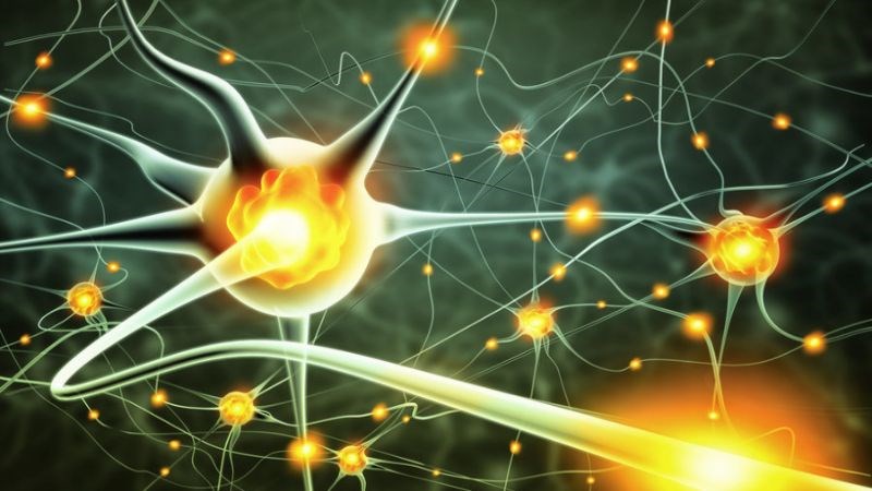 Thành phần trong thuốc bổ não giúp tăng cường hoạt động tế bào