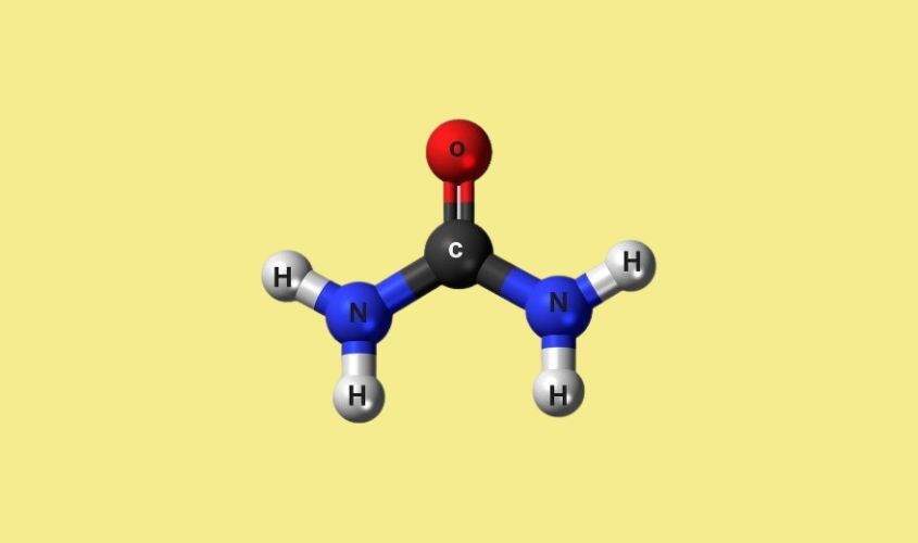 Urea là chất rất được ưa chuộng trong các sản phẩm dưỡng da, cấp ẩm