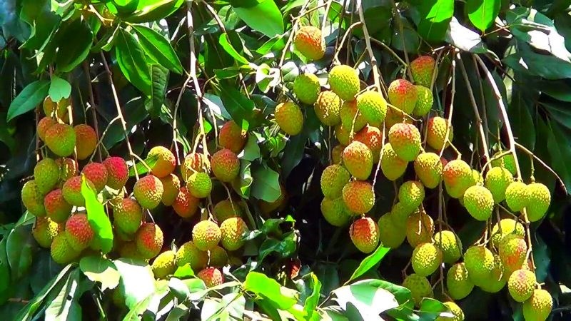 Không ăn vải chưa chín vì có thể dẫn đến ngộ độc vải