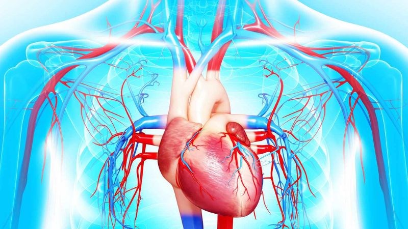 Vitamin K k&iacute;ch hoạt Gla-protein (MGP) ngăn chặn qu&aacute; tr&igrave;nh v&ocirc;i h&oacute;a mạch m&aacute;u