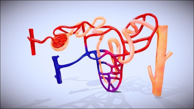 Mỗi quả thận chứa khoảng 1 triệu đơn vị lọc được gọi là nephron (cầu thận và ống thận)