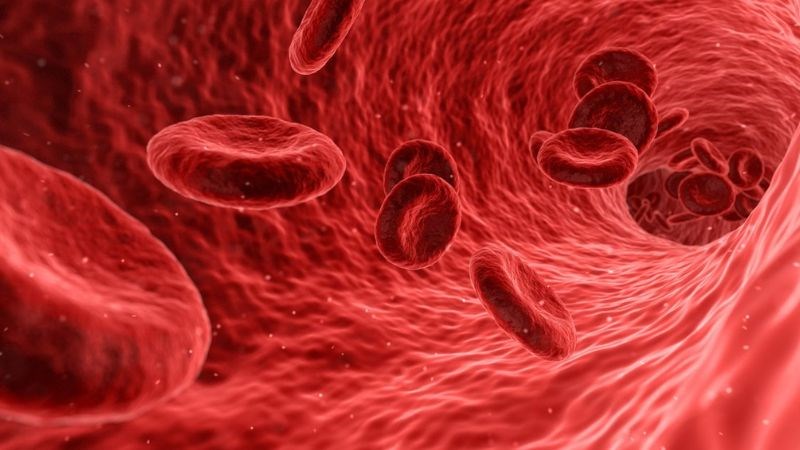 Thận tiết ra hormone erythropoietin đóng vai trò kích thích sản xuất hồng cầu