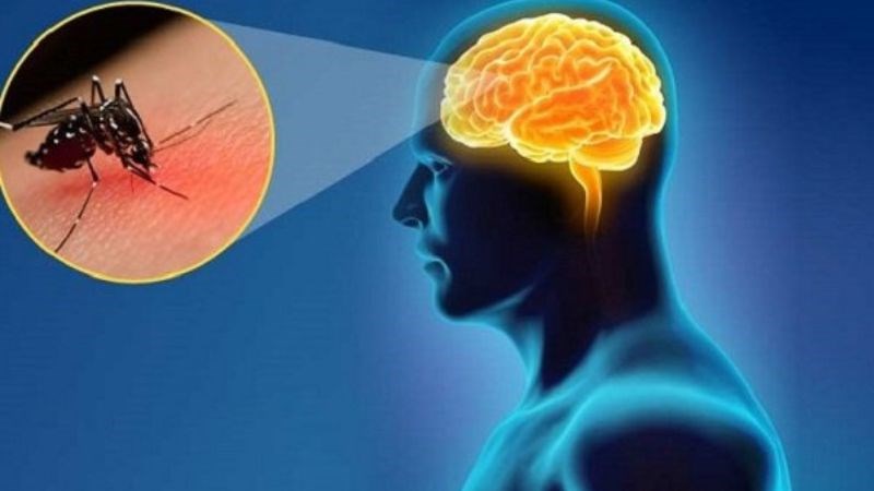 Viêm não Nhật Bản là bệnh truyền nhiễm lây truyền qua muỗi Culex