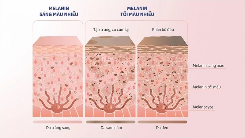 Vitamin E có khả năng ức chế quá trình tổng hợp melanin
