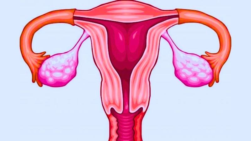 Vitamin E giúp duy trì hoạt động chức năng của buồng trứng và tăng khả năng sinh sản