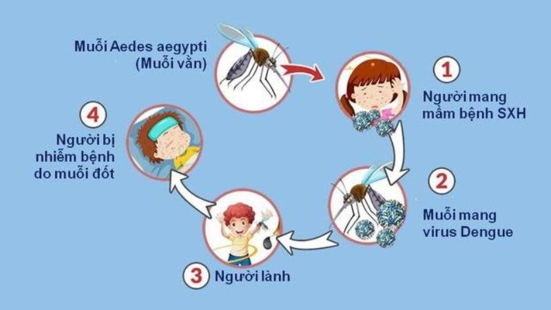 Nguyên nhân gây ra sốt xuất huyết