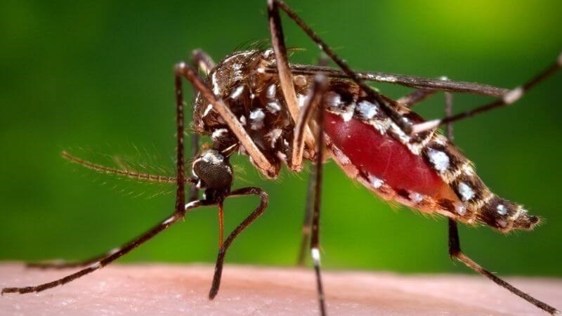 Lây nhiễm virus Zika từ người sang người do muỗi đốt rất hay gặp