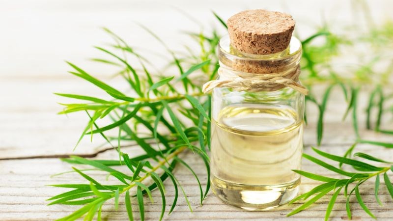 Tinh dầu tràm trà có tính kháng khuẩn giúp điều trị viêm nha chu