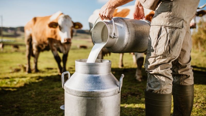 Uống sữa bò nhiều có thể gây nguy hiểm cho bệnh nhân tiểu đường