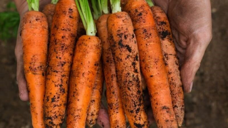 Cà rốt giúp làm giảm cảm giác khó chịu trong kỳ kinh nguyệt