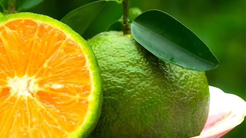 Cam có tác dụng giảm đau và giúp cơ thể không bị mất nước trong ngày 