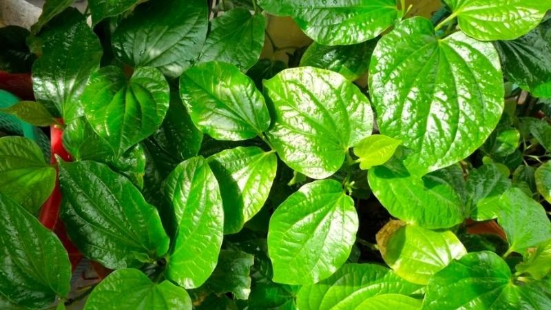 Lá lốt có khả năng tiêu diệt vi khuẩn, giảm đau chân răng và ngăn ngừa nhiễm trùng nướu