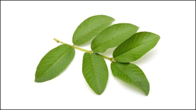 Lá ổi có khả năng ngăn chặn vi khuẩn xâm nhập vào tủy răng