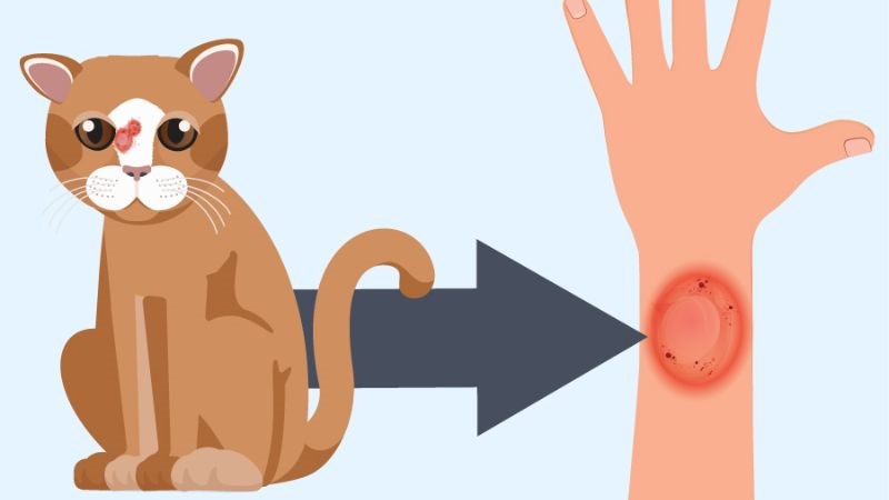 Bệnh hắc lào có thể lây từ động vật sang con người