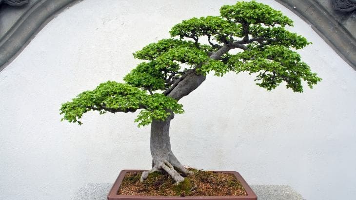 Cây bonsai được cắt tỉa tạo dáng theo phương pháp đặc biệt thường được đem trưng trong những ngày Tết
