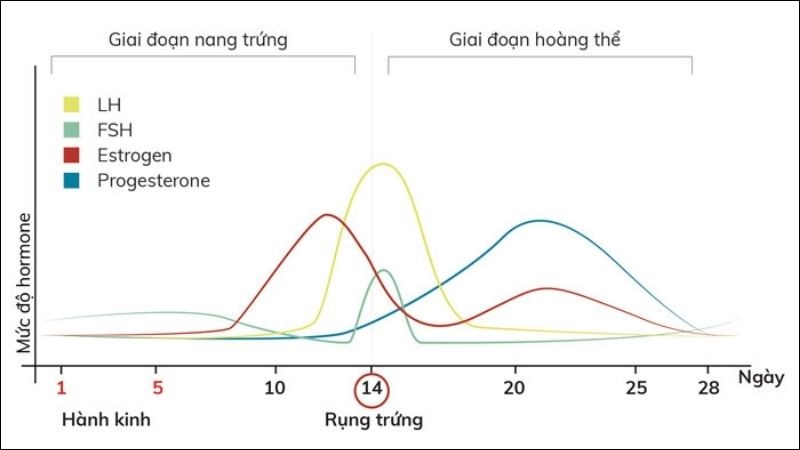 Hormone sinh dục nữ thay đổi theo các giai đoạn của chu kỳ kinh nguyệt