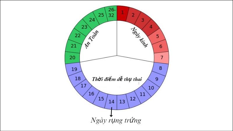 Giai đoạn rụng trứng là thời điểm dễ thụ thai nhất