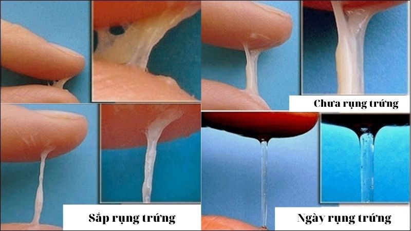 7. Những Vấn Đề Bất Thường Trong Quá Trình Rụng Trứng