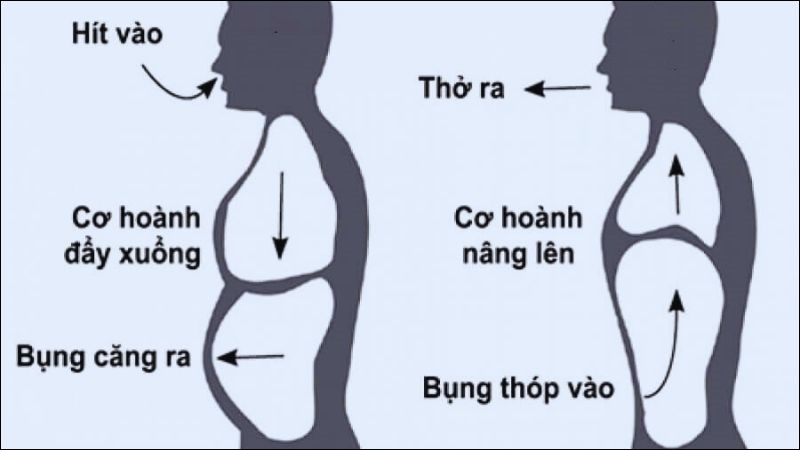 Cơ hoành đóng vai trò quan trọng trong hoạt động hít thở