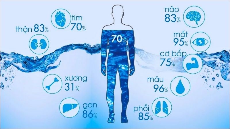 Việc uống nước khi bụng đói sẽ giúp tăng cường quá trình trao đổi chất