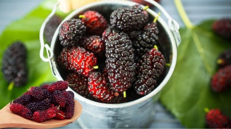Dâu tằm là một nguồn cung cấp sắt và vitamin C khá lớn