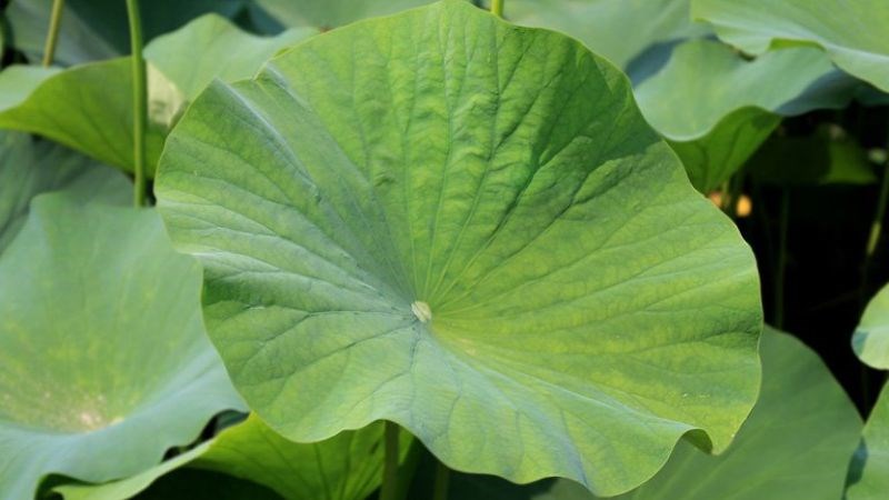 Lá sen chứa nhiều chất chống oxy hóa làm giảm quá trình viêm