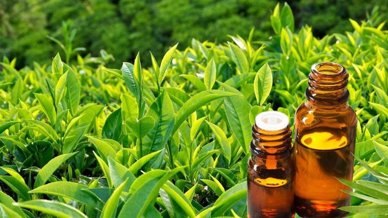 Tinh dầu trà xanh có tác dụng làm sạch lỗ chân lông, khiến da khô thoáng
