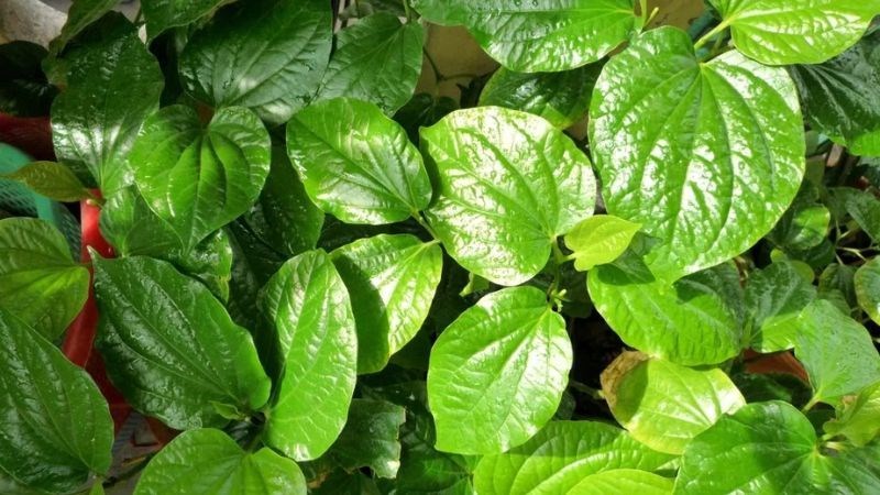 Trầu không có tác dụng làm sạch chỗ ghẻ tốt