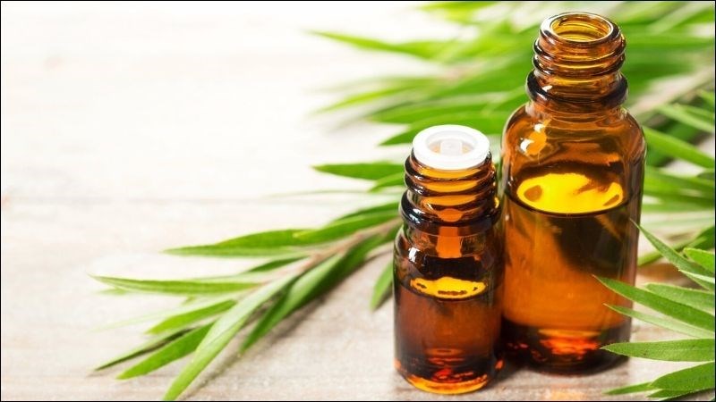 Tinh dầu tràm trà có tác dụng chống viêm và sát trùng tốt