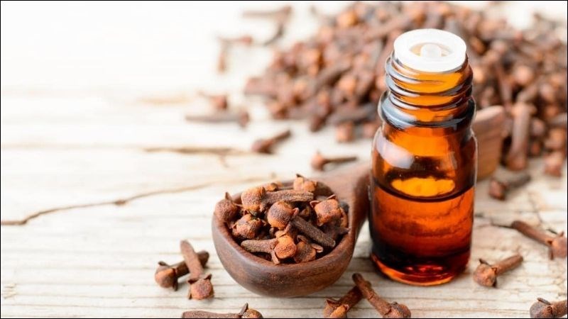Tinh dầu đinh hương có đặc tính sát trùng, an thần và chống oxy hóa