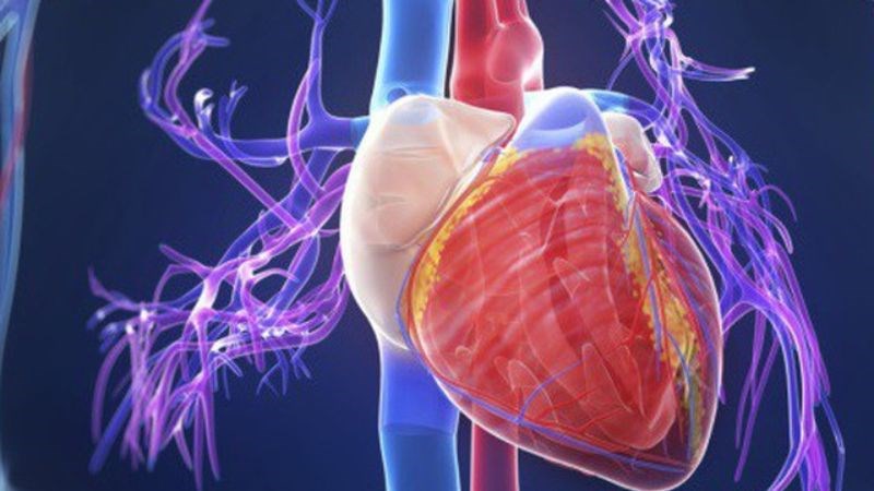Vi khuẩn có thể tấn công gây ra viêm cơ tim