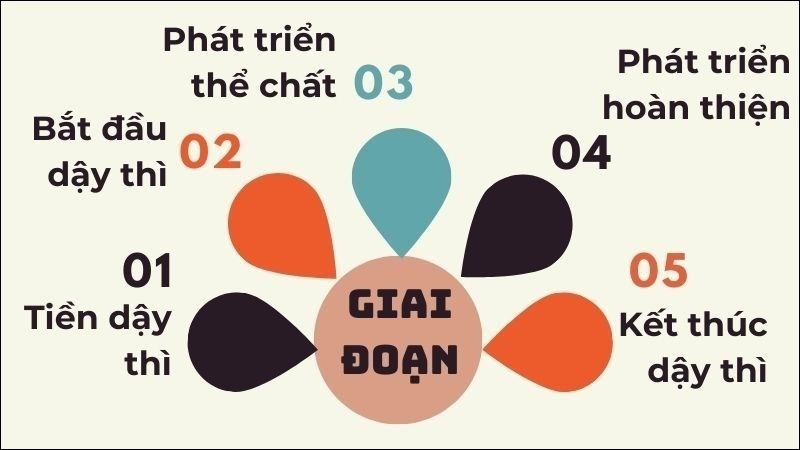 Nam giới trải qua 5 giai đoạn phát triển của tuổi dậy thì