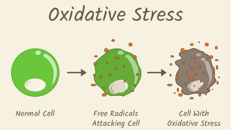 Quá trình từ tế bào bình thường trở thành tế bào bị stress oxy hóa