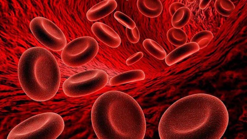 Bổ sung vitamin B5 có thể tăng cường sản xuất hồng cầu