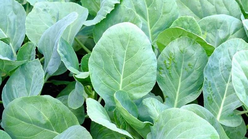 Mỗi khẩu phần 100 gram cải rổ luộc chiếm 442% giá trị dinh dưỡng vitamin K hằng ngày Mỗi khẩu phần 100 gram cải rổ luộc chiếm 442% giá trị dinh dưỡng vitamin K hằng ngày