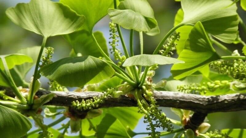 Ginkgo biloba được dùng như một phương thuốc thảo dược để trị nhiều bệnh Ginkgo biloba được dùng như một phương thuốc thảo dược để trị nhiều bệnh