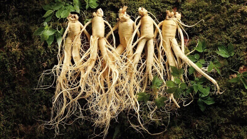 Không nên dùng chung Ginkgo Biloba và nhân sâm vì gây tương tác thuốc Không nên dùng chung Ginkgo Biloba và nhân sâm vì gây tương tác thuốc