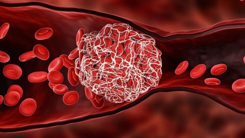 Rutin có tác dụng ức chế cả sự tích tụ tiểu cầu và hình thành huyết khối