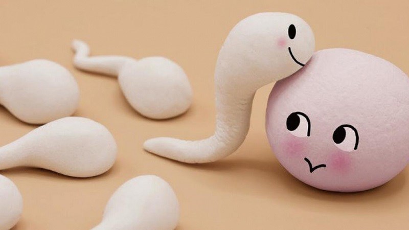 Rutin có thể hỗ trợ điều trị các rối loạn chức năng gây vô sinh ở nam giới
