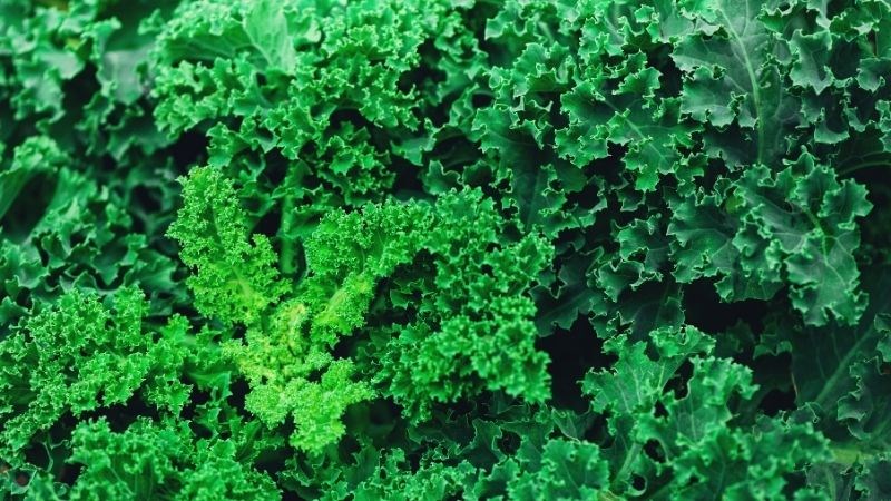 Cải xoăn là thực phẩm chứa nhiều Lutein