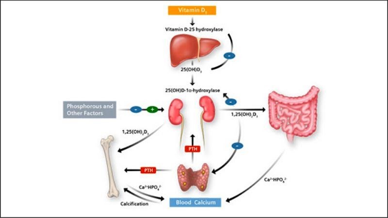 Quá trình tổng hợp vitamin D trong cơ thể