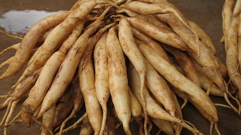 Không dùng bách bộ với những người tỳ hư hoặc tiêu chảy