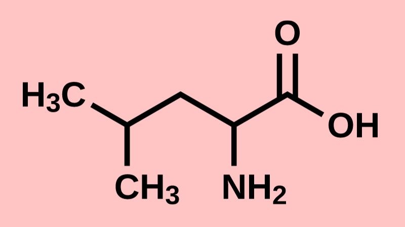 Leucine là một axit amin có cấu trúc phân nhánh