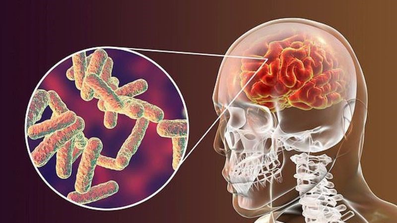 Leucine giúp giảm tình trạng viêm tế bào não