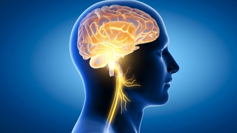 Gừng có khả năng hỗ trợ lưu thông máu đến não bộ, giảm các triệu chứng đau đầu