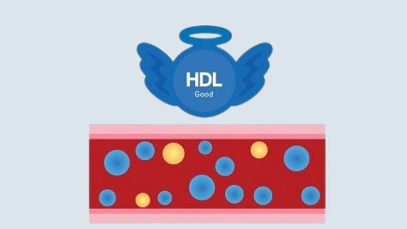 HDL Cholesterol là chất có lợi cho hệ tim mạch 